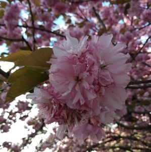 Meet your Posher, Sherry